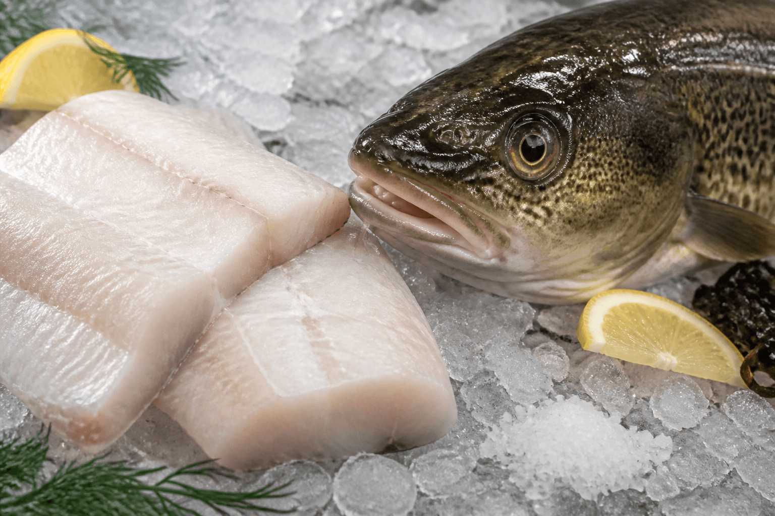 Fresh thick Atlantic cod fillet on ice with lemon and salt
