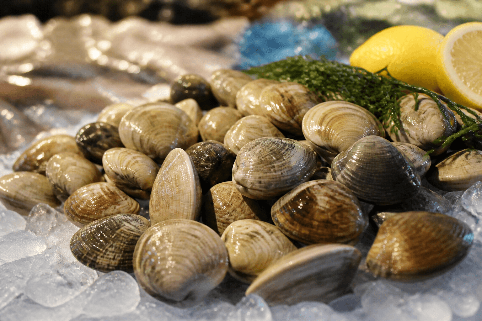 Fresh live clams on crushed ice with lemon wedges