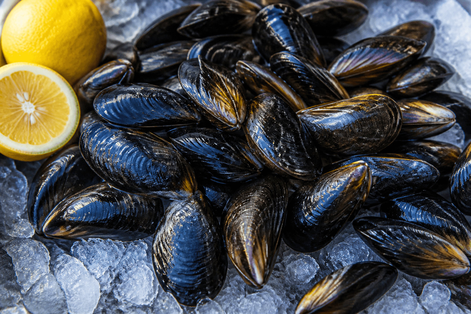 Fresh closed mussels on ice with lemon