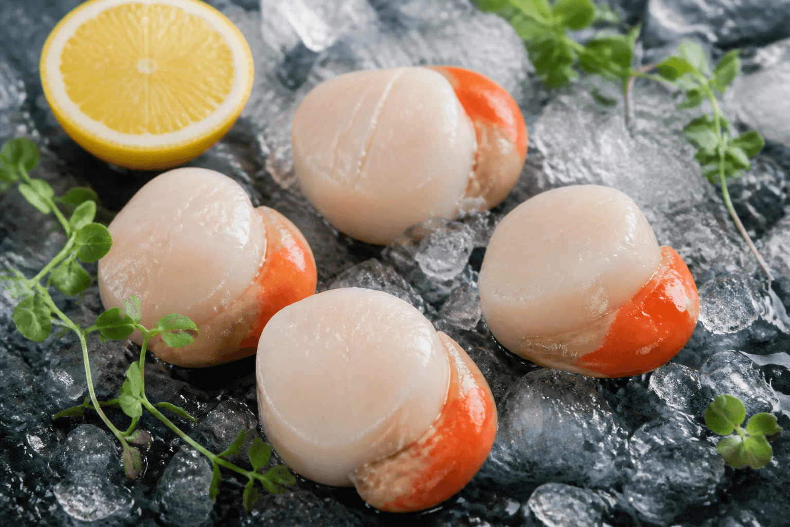 Fresh dry sea scallops on crushed ice with lemon and herbs