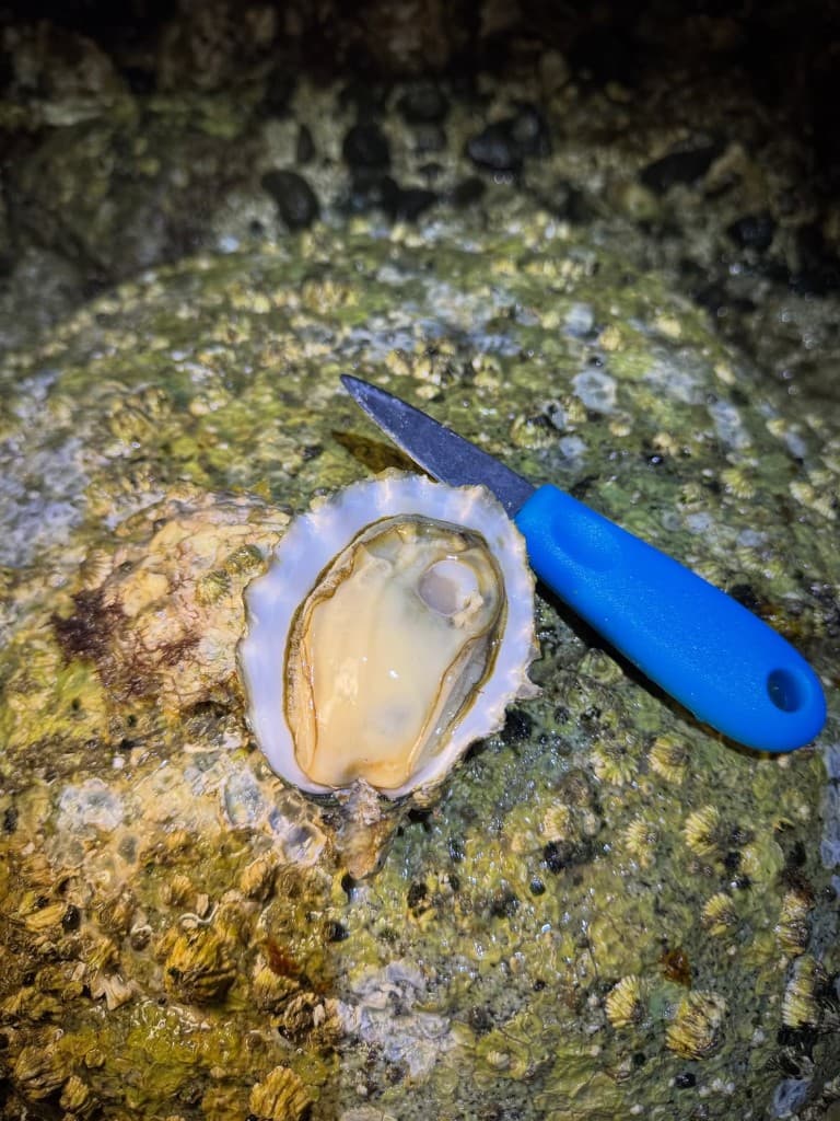 An oyster opened on the rock at the start of the season