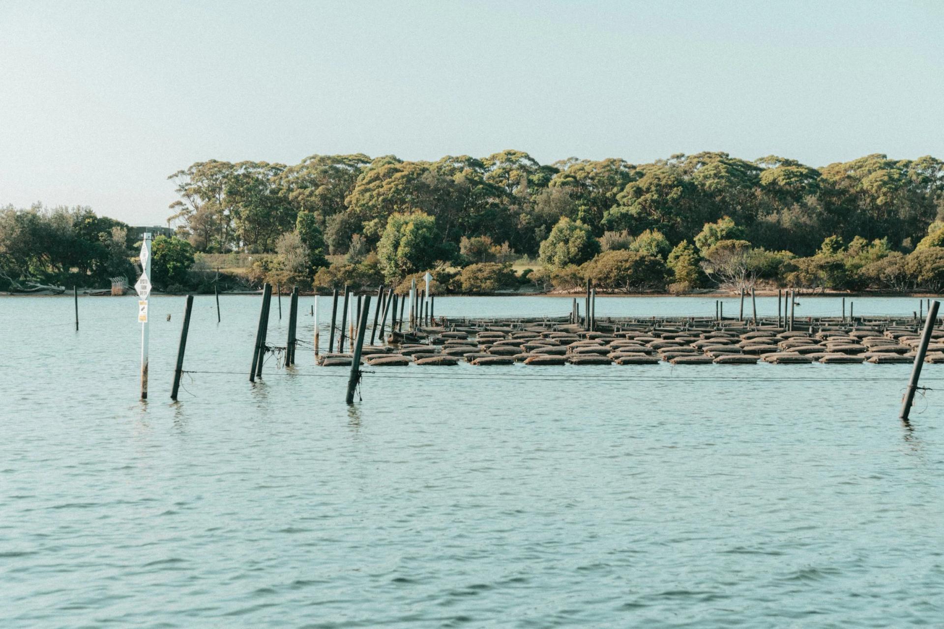 Fresh Sydney rock oysters — ready for you