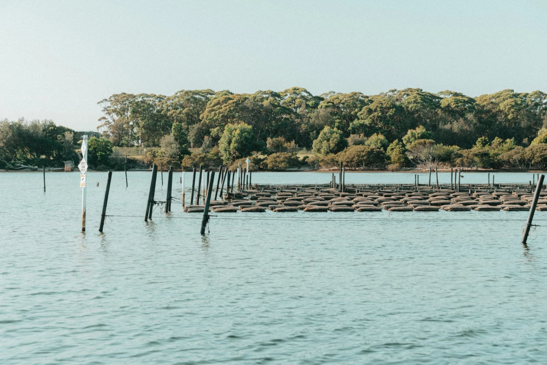 Fresh Sydney rock oysters — ready for you