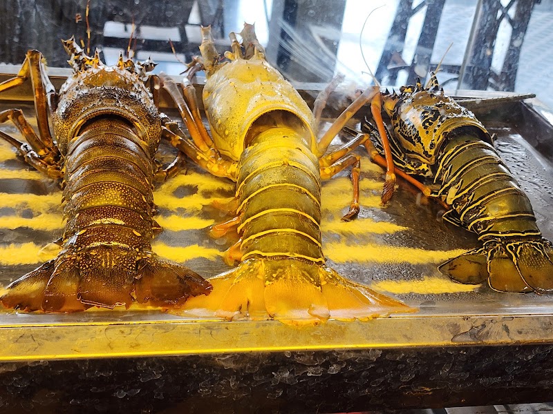 Fat Fish